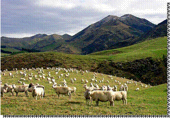 C:\Users\Luis Tedeschi\Desktop\AusNZ_sheep-1.jpg