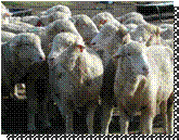 Rambouillet ewes (photo by Susan Schoenian)