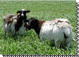 Blackheaded Dorper ewes (photo by Susan Schoenian)