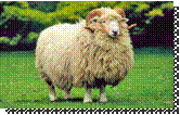 Drysdale Ram (image by Graham Meadows Ltd.)