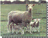 Finn ewe with lambs