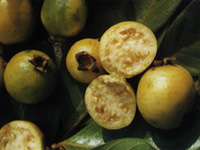 Araçá fruit