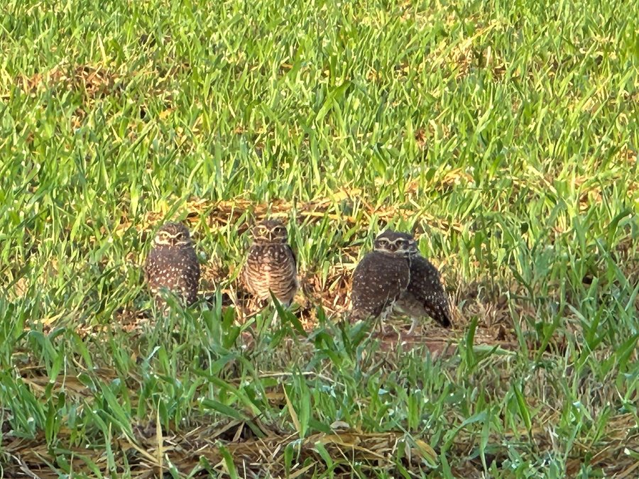 Burrowing owls on the lawn