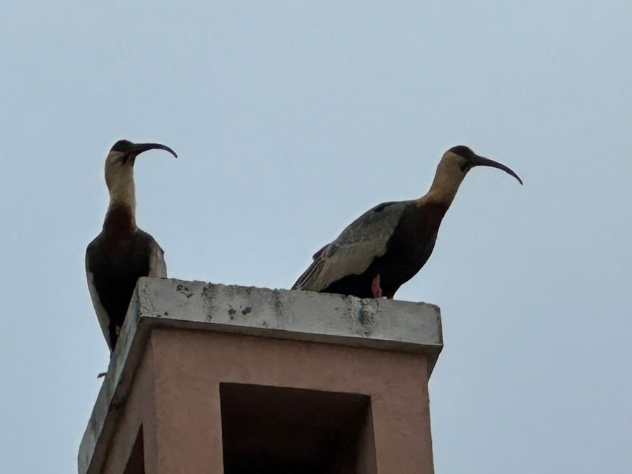 Buff-necked ibises on a chimney