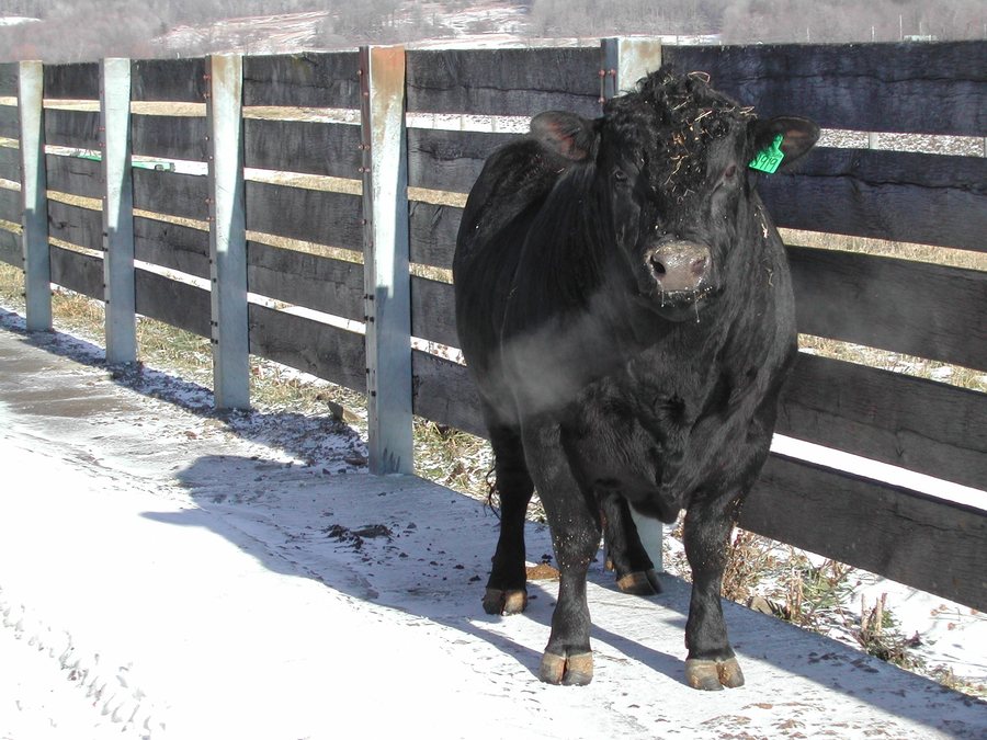 A bull in the snow at a farm in Dryden