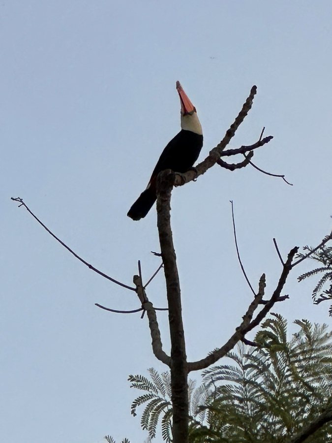 Toucan